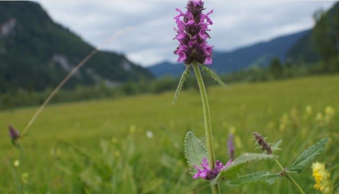 Буквица лекарственная - что за растение? | saglikfit.com