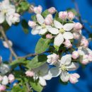 blooming branch of apple tree in spring on a blue background
