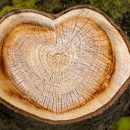 Heart on tree