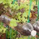 growing lettuce in used plastic bottles, reuse recycle eco concept,toning